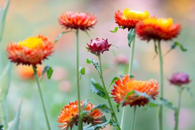 Close-up of orange flowering plants