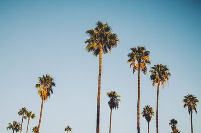 Low angle view of palm trees against clear sky