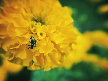 Close-up of bee on yellow flower