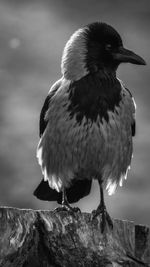 Close-up of bird perching on wood