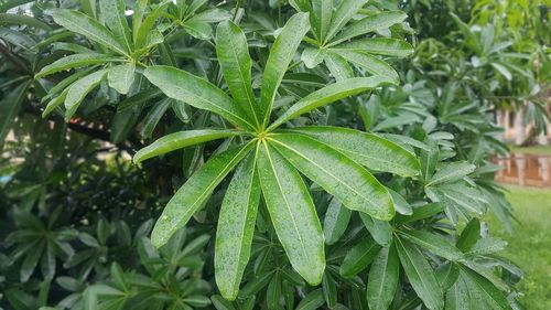 Close-up of wet plant