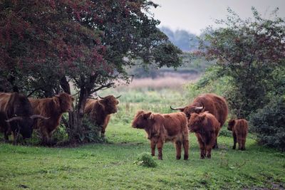 Cows and calf on field