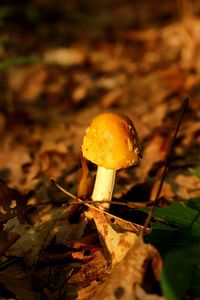 Close-up of mushroom growing outdoors