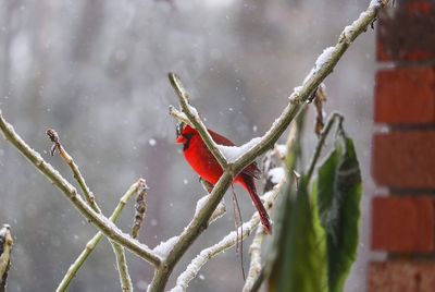 Close-up of red perching on snow