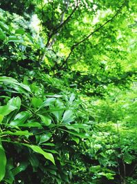 Plants growing on a tree