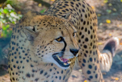 Close-up of a cat