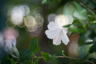 Close-up of white flowering plant