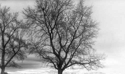 Close-up of tree against sky