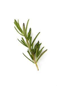 Close-up of plant against white background