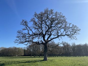 Bare tree on field against clear sky