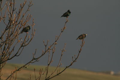 Low angle view of bird perching on branch against sky