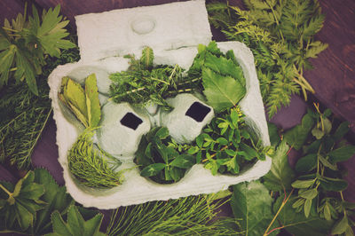 High angle view of plants