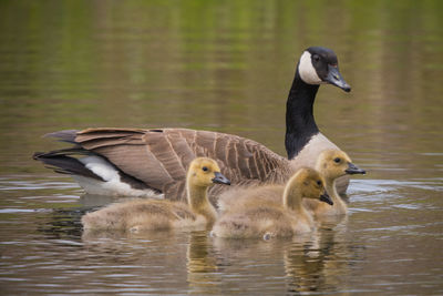 Ducks in a lake