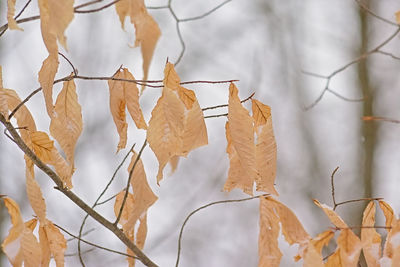 Close-up of dry leaves hanging on branch