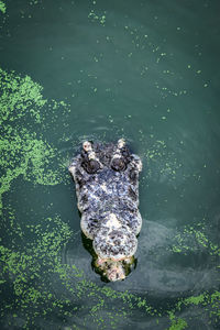 High angle view of crocodile swimming in lake