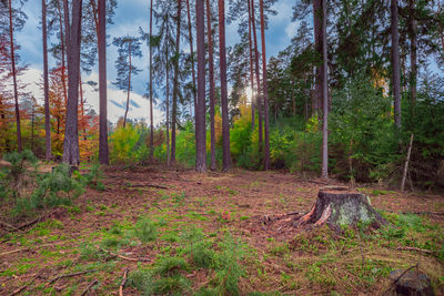 Pine trees in forest