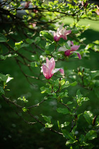 Close-up of white flowering plant