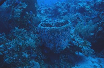 View of fish underwater