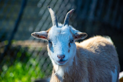 Close-up of an animal