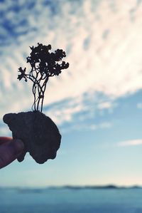 Silhouette plant holding leaf against sea at dusk