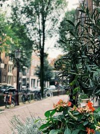 Close-up of potted plants in city