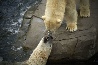 High angle view of polar bears on rock in lake