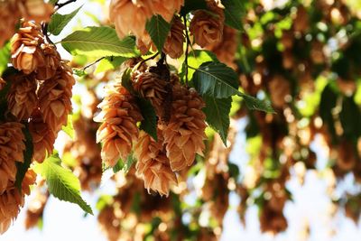 Close-up of flowering plant leaves