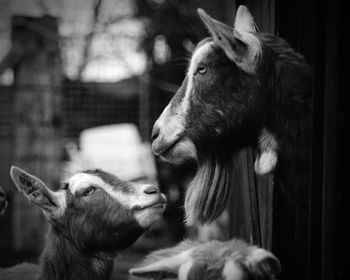 Close-up of goats