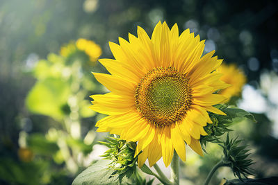 Close-up of sunflower