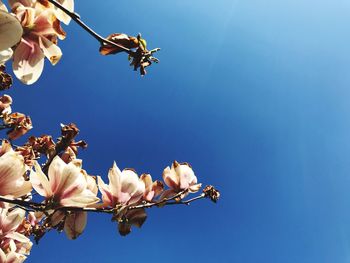 Magnolia and clear blue sky...