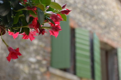 Low angle view of flowers growing on tree against building