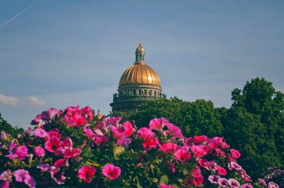 View of pink flowering plants against sky