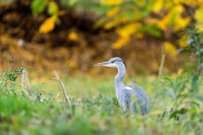 View of a bird on field