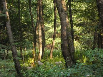 Scenic view of forest