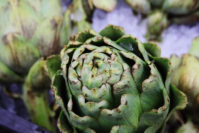 Close-up of thistle