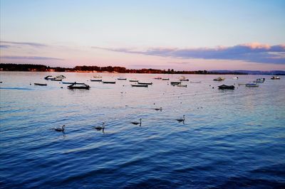 Flock of birds in sea against sunset sky