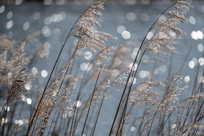 Swaying reed along the waterfront