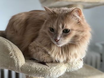 Close-up portrait of cat 