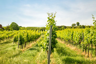 Scenic view of vineyard against sky