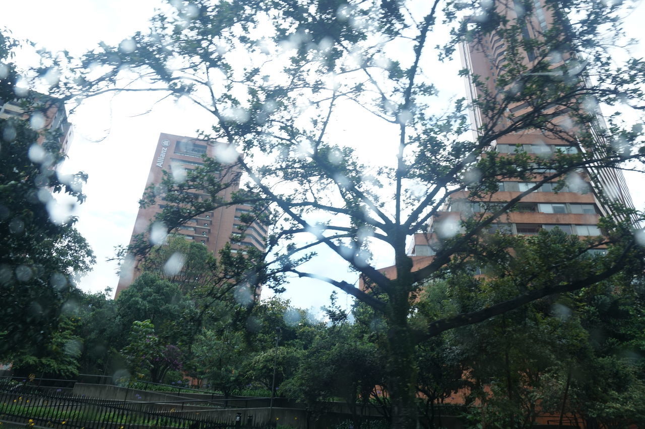 LOW ANGLE VIEW OF TREE AND BUILDING AGAINST SKY