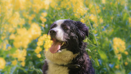 Close-up of dog on yellow flower