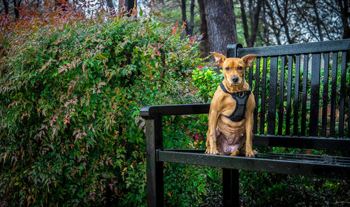 Portrait of dog in forest