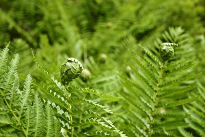 Close-up of green insect on pine tree