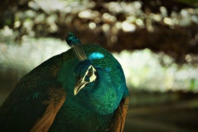 Close-up of a peacock