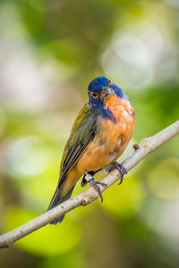 Close-up of bird perching on branch