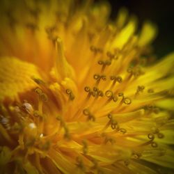 Close-up of yellow flower