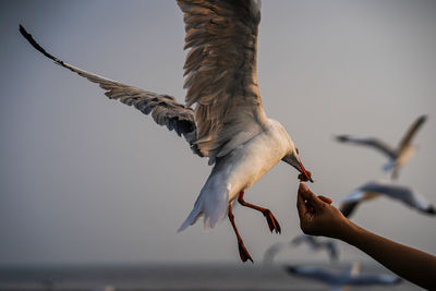 Low angle view of bird flying against sky