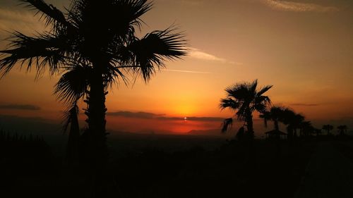 Silhouette palm trees at sunset