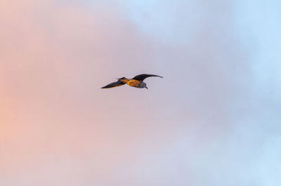 Low angle view of bird flying in sky