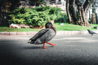 Bird perching on a street
